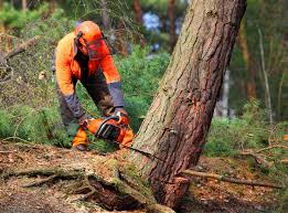 Best Tree Planting Services  in Amador Pines, CA